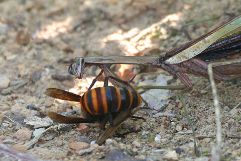 スズメバチ カマキリ