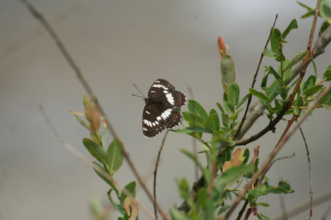 AT}C`W