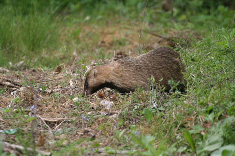 Wi