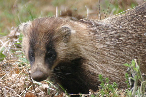 Wi