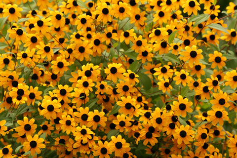 hxLAE^JI WIDTH=